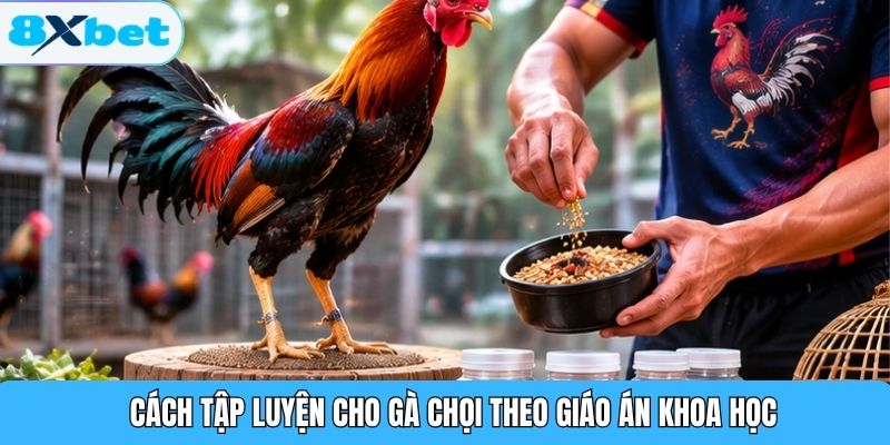 Cách tập luyện cho gà chọi theo giáo án khoa học