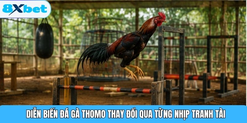 Diễn biến đá gà Thomo thay đổi qua từng nhịp tranh tài
