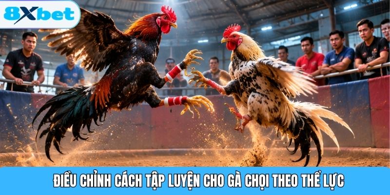Điều chỉnh cách tập luyện cho gà chọi theo thể lực