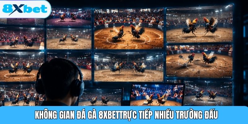 Không gian đá gà 8XBETtrực tiếp nhiều trường đấu