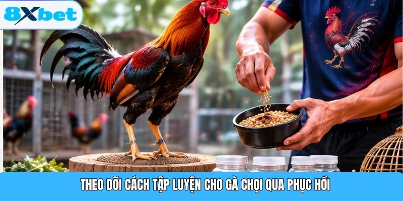 Theo dõi cách tập luyện cho gà chọi qua phục hồi
