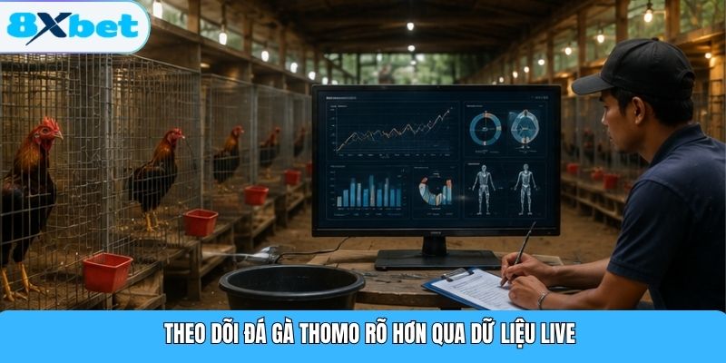 Theo dõi đá gà Thomo rõ hơn qua dữ liệu live